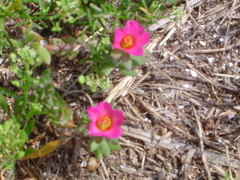 Portulaca amilis