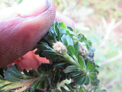 Baccharis tricuneata