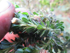 Baccharis tricuneata