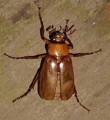 Phyllophaga