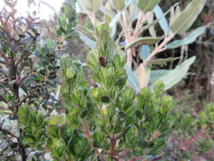 Baccharis tricuneata