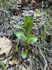 Lilium humboldtii
