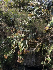 Macleania rupestris