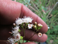 Ageratina gracilis