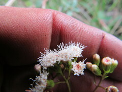 Ageratina gracilis