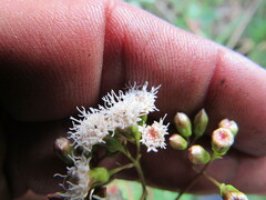 Ageratina gracilis