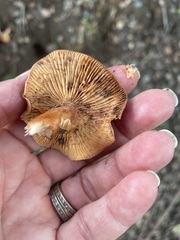Lactarius rufulus