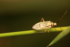 Stenotus transvaalensis