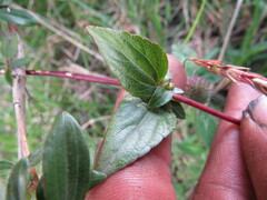 Ageratina gracilis