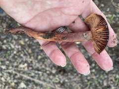 Lactarius rufulus