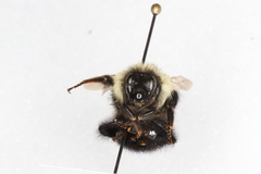 Bombus sandersoni