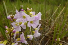 Cardamine pratensis