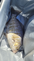 Amphistichus argenteus