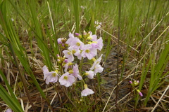 Cardamine pratensis