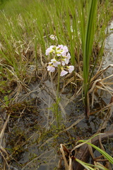 Cardamine pratensis