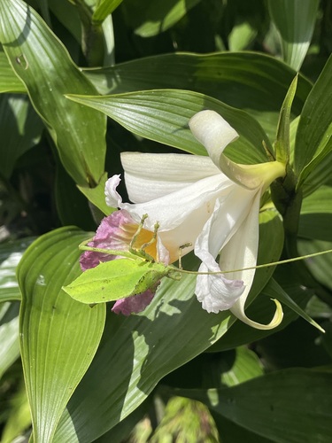 Sobralia ecuadorana, photograph 4