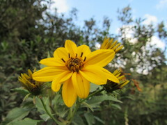 Bidens rubifolia