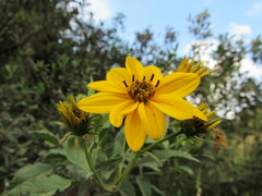Bidens rubifolia