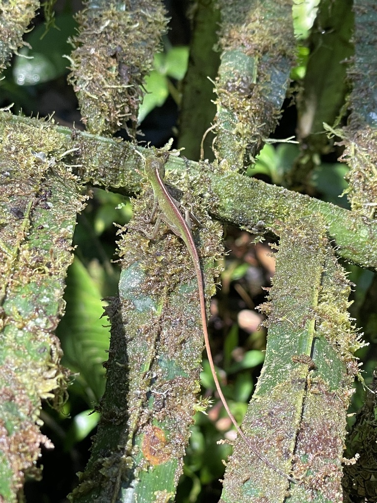 O'Shaughnessy's Anole