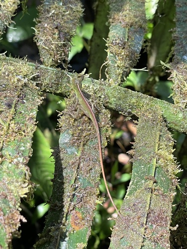 O'Shaughnessy's Anole