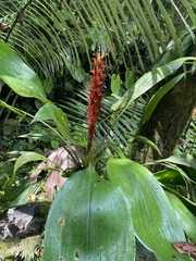 Pitcairnia