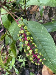 Phytolacca rivinoides