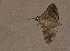 Glyphodes caesalis