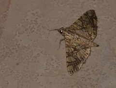 Glyphodes caesalis