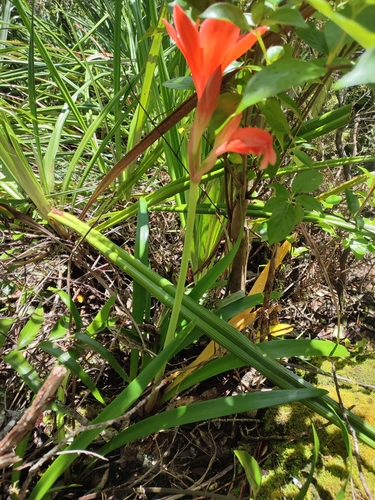 Cyrtanthus elatus