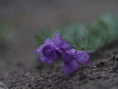 Linaria alpina alpina