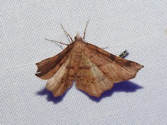 Rhinodia rostraria