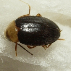 Sacodes thoracica