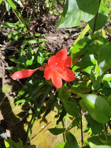 Image of Cyrtanthus elatus by no rights reserved