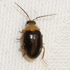 Sacodes thoracica