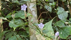 Strobilanthes flexicaulis