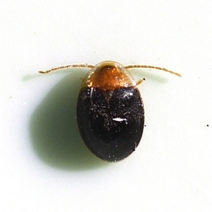 Sacodes thoracica