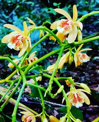 Pseudovanilla foliata