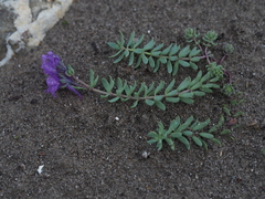 Linaria alpina alpina