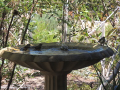 Acanthiza reguloides