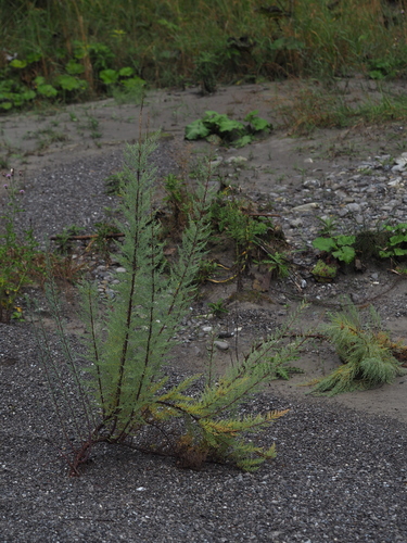 German false tamarisk (Myricaria germanica)