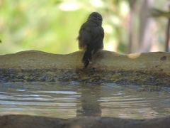 Acanthiza reguloides