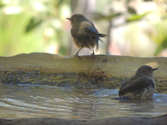 Acanthiza reguloides