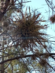 Tillandsia schiedeana
