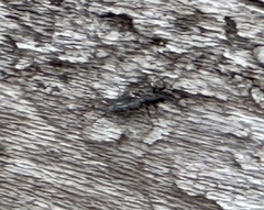 Graphisurus fasciatus