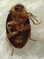 Sacodes thoracica