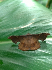 Fascellina chromataria