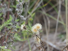 Rayjacksonia phyllocephala