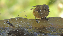 Acanthiza reguloides