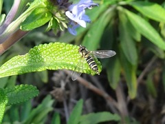 Fazia micrura
