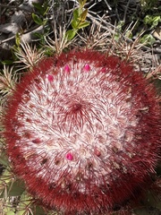 Melocactus intortus
